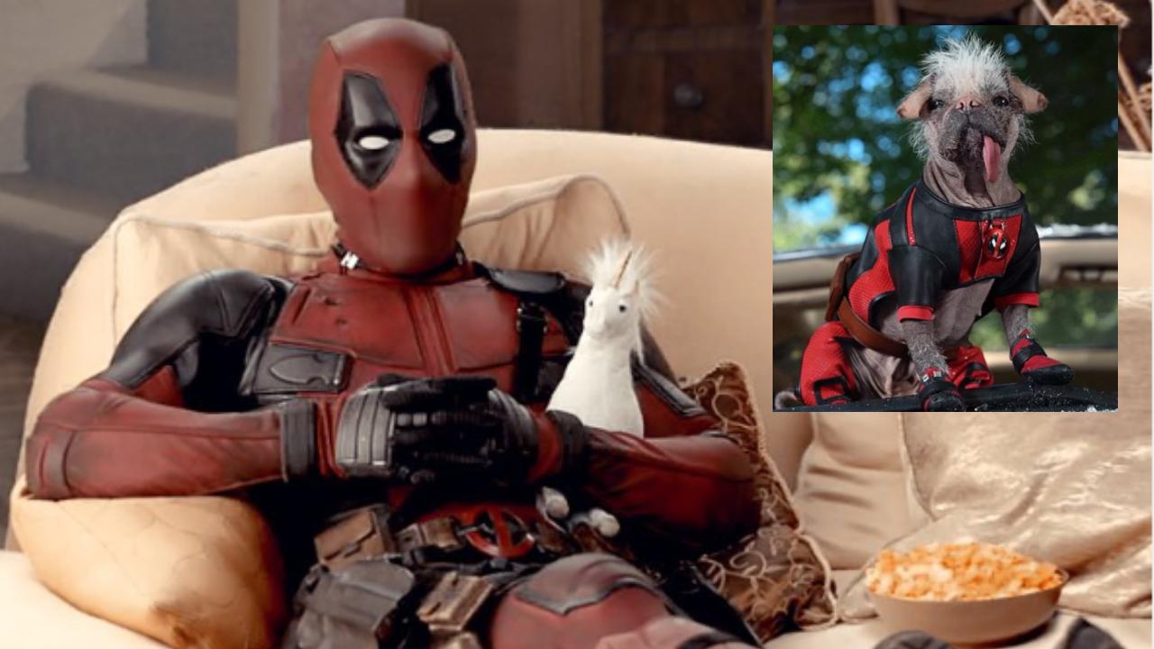 Tenemos nuevas revelaciones de la película de Marvel Studios, 'Deadpool 3', pues se confirmó que en la cinta aparecerá 'Dogpool'