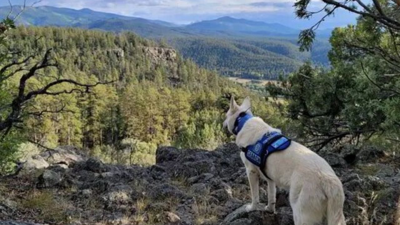 Un cazador halló hace unos días el cuerpo de un senderista junto a su perro, el cual sobrevivió y estaba a un costado del cadáver del hombre de 71 años de edad.