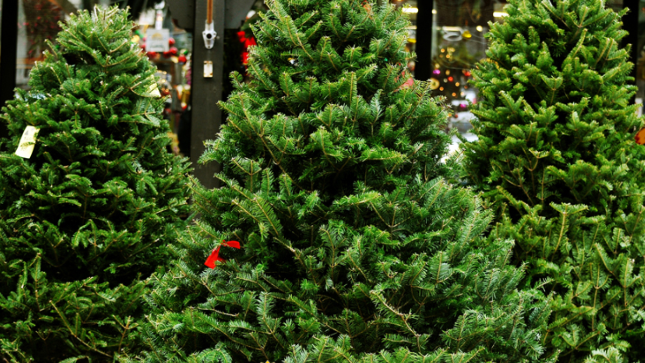 Elige el mejor árbol de navidad con conciencia