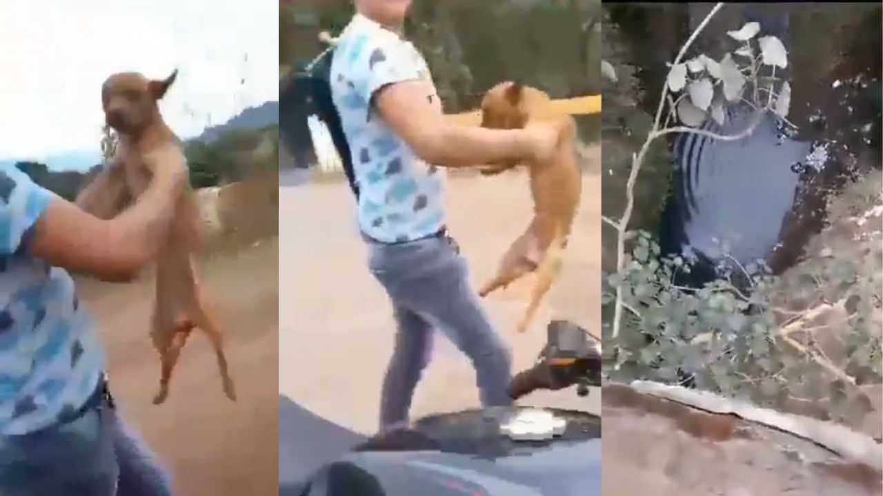 Jóvenes arrojan desde un puente en Peribán a un perrito; le disparan