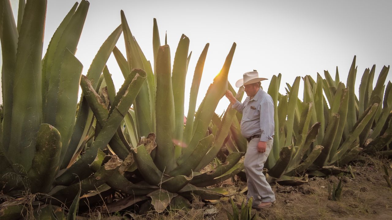 La Secretaría de Agricultura y Desarrollo Rural de Hidalgo destinó más de 9 millones de pesos para elevar la producción de maguey pulquero