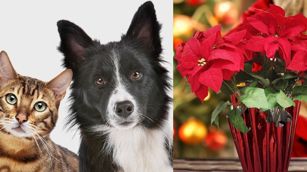 Las Nochebuenas tras la sustancia que contiene que es la Euphorbia pulcherrima, pueden resultar tóxicas para los felinos, pero también para los perros