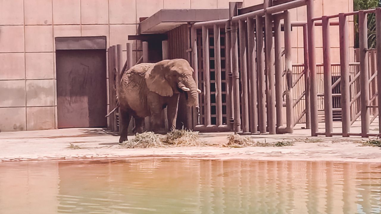 Hermetismo. Autoridades del zoológico San Juan Aragón cerraron el paso a los visitantes que quieren ver a Ely; así lucía en mayo de 2023 previo a la llegada de su compañera Gipsy.