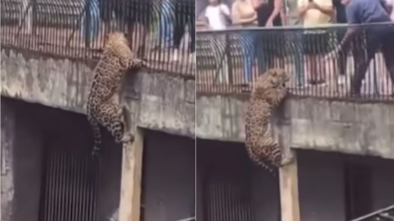 Foto:Captura de pantalla|VIDEO: Jaguar aterroriza a visitantes de un zoológico tras tratar de escapar