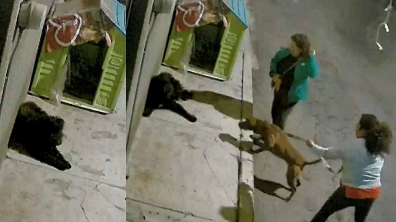 Dos mujeres agredieron sin aparente razón a 'lomitos' callejeros con un pitbull, en Iztapalapa