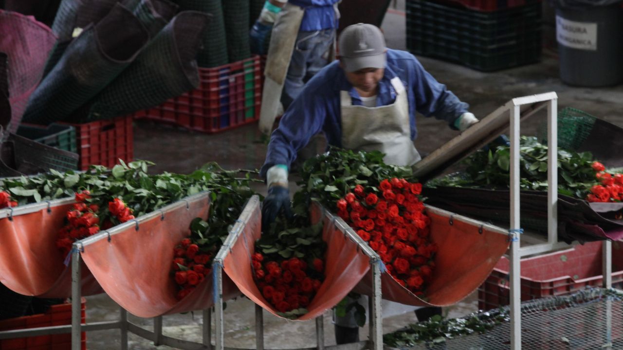 La Ciudad de México se colocó como líder con 515 mil plantas, provenientes principalmente de Xochimilco