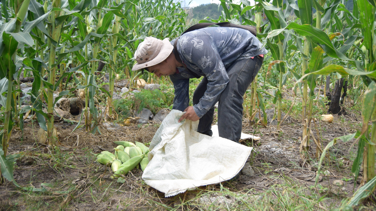 Agricultura en Campeche