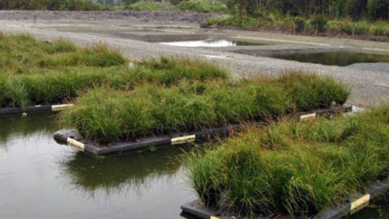 Humedales artificiales, alternativa para reutilizar el agua: activistas