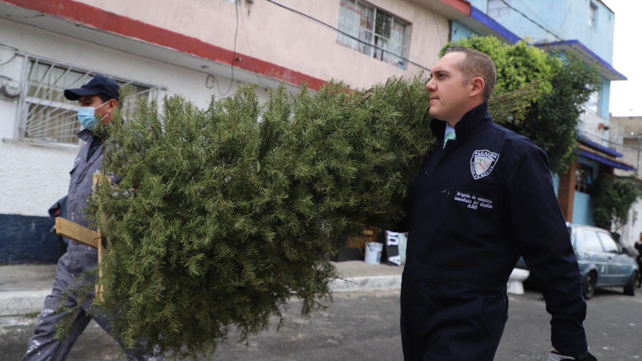 Todos los árboles y plantas de nochebuena, fueron triturados para la elaboración de abono orgánico