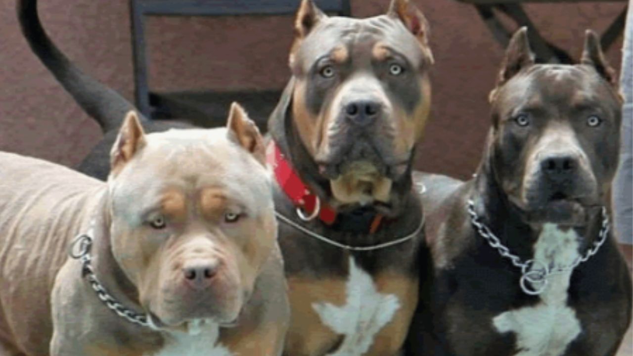 Tres perros pitbull le causaron graves heridas en el rostro y otras partes del cuerpo a un niño de nueve años