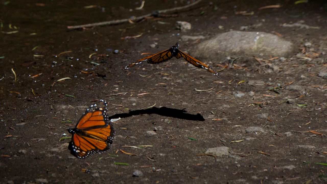 La zona ocupada en México por las mariposas monarca que migran desde Canadá se redujo un 59.3% debido al cambio climático