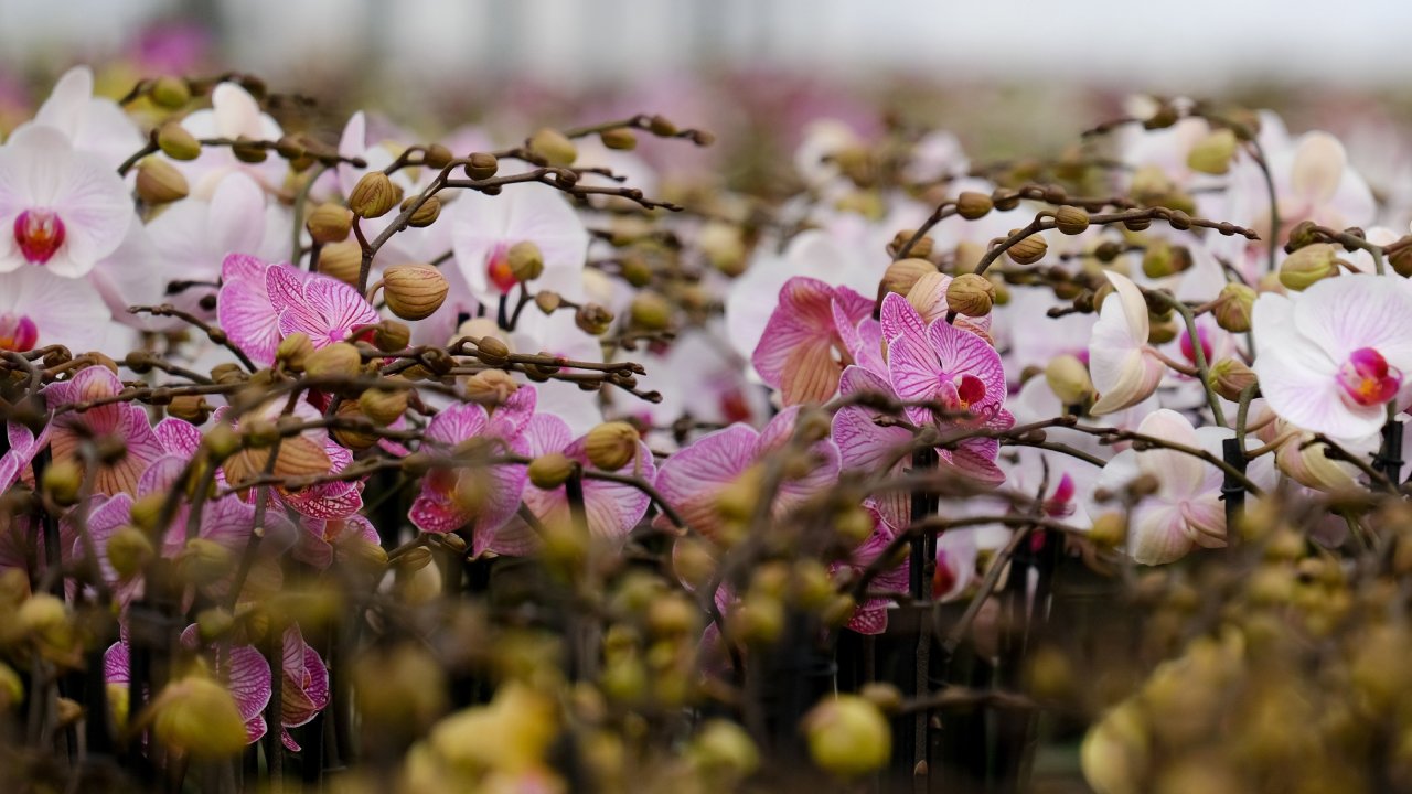 Con miras al Día del Amor y la Amistad llegó el Festival de Flores de Orquídeas a Paseo de la Reforma en la Ciudad de México