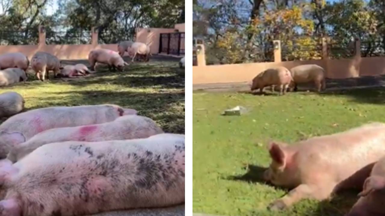 Más de 50 puercos que sobrevivieron a la volcadura de un tráiler en el Circuito Exterior Mexiquense fueron rescatados y resguardados