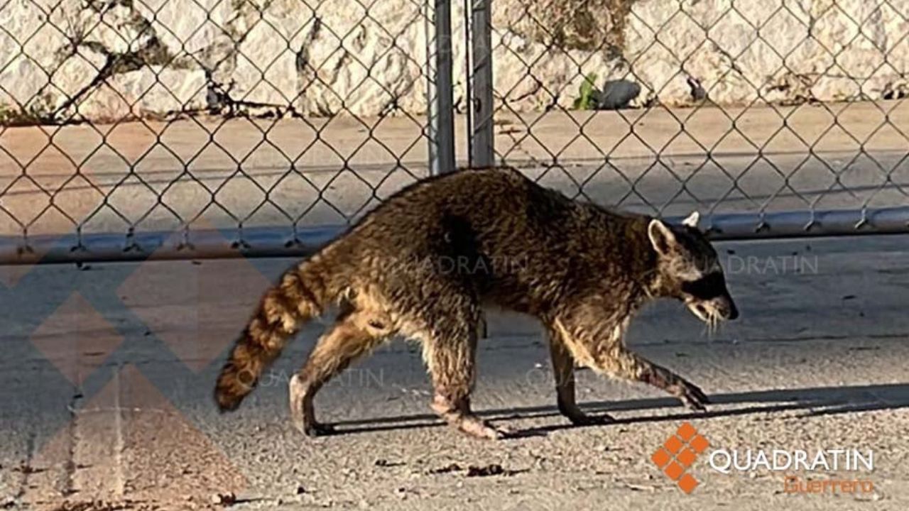 Animales huyen de incendios forestales en Acapulco