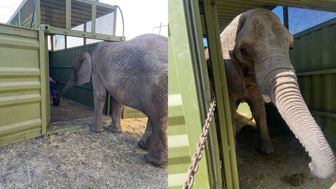 Profepa inicia traslado de 'Annie', elefanta abandonada en Jalisco; llegará al Zoológico de Bosques de Aragón