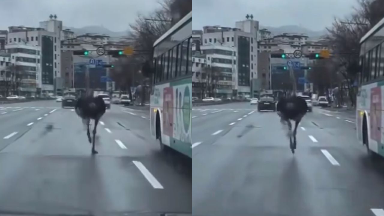 Foto:Captura de pantalla|VIDEO: Avestruz escapa del zoológico y corre libre por las calles