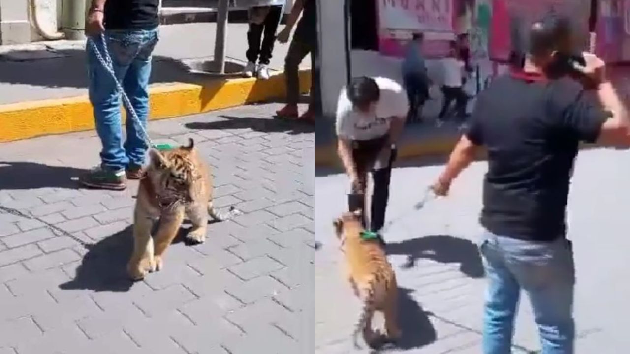 Sujeto pasea con cachorro de tigre en Hidalgo; autoridades indagan