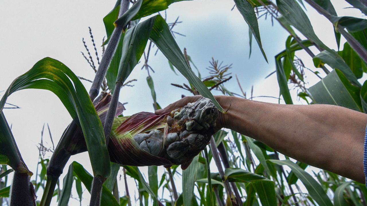 Por el momento no hay productos accesibles en costo y con la misma efectividad que permitan sustituir el uso del glifosato en la siembra