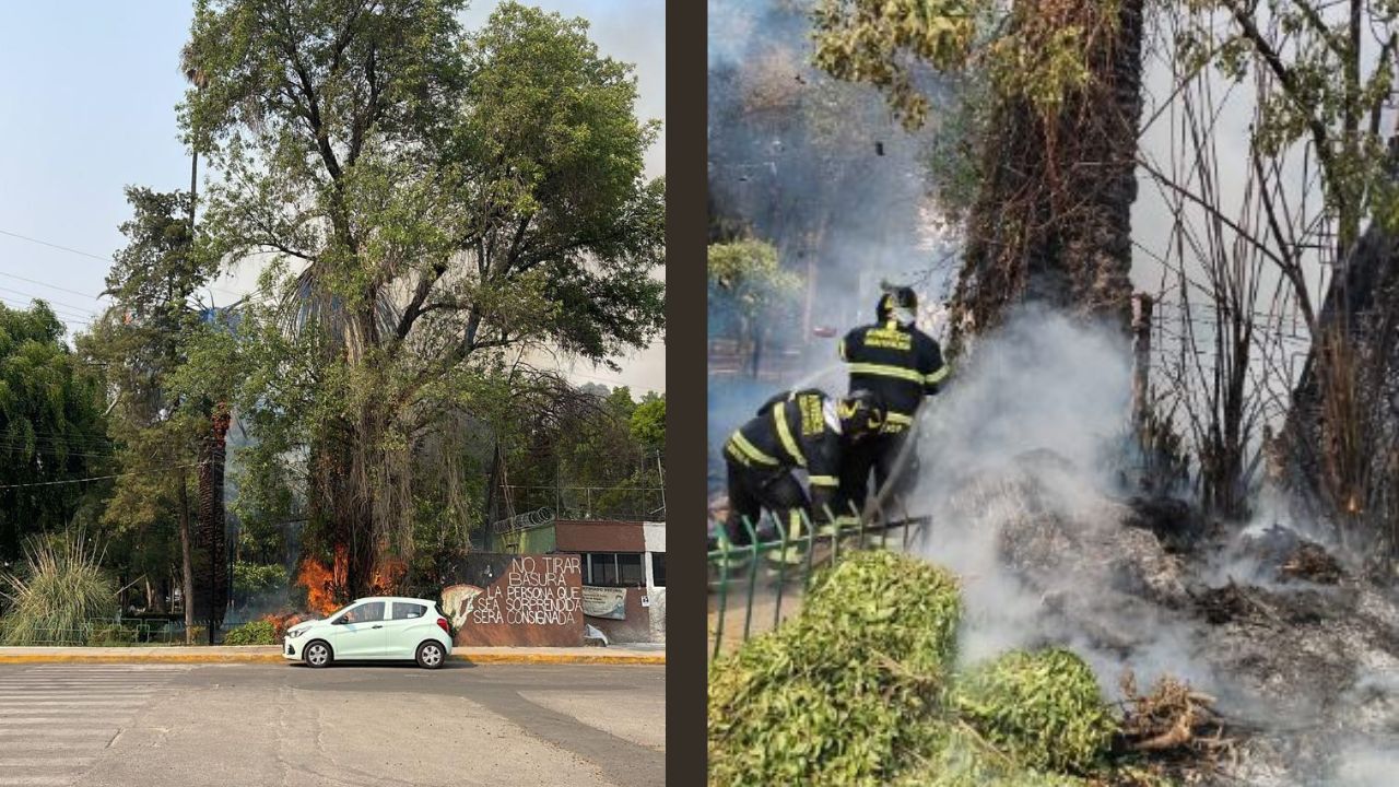 2 palmeras de aproximadamente 12 metros de altura se quemaron tras el incendio en el Parque María Luisa