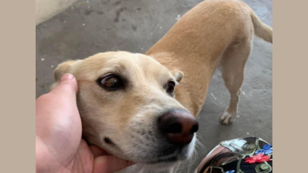 Ella es Sita, una lomito que fue adoptada por una escuela y quien en un descuido se roba los lonches de los estudiantes