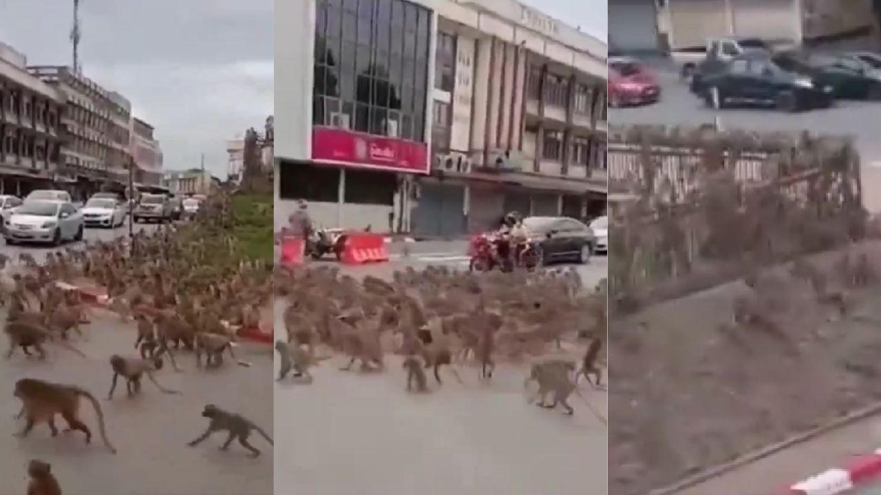 Monos riñen en calles de Tailandia y causan caos; policía captura a un líder