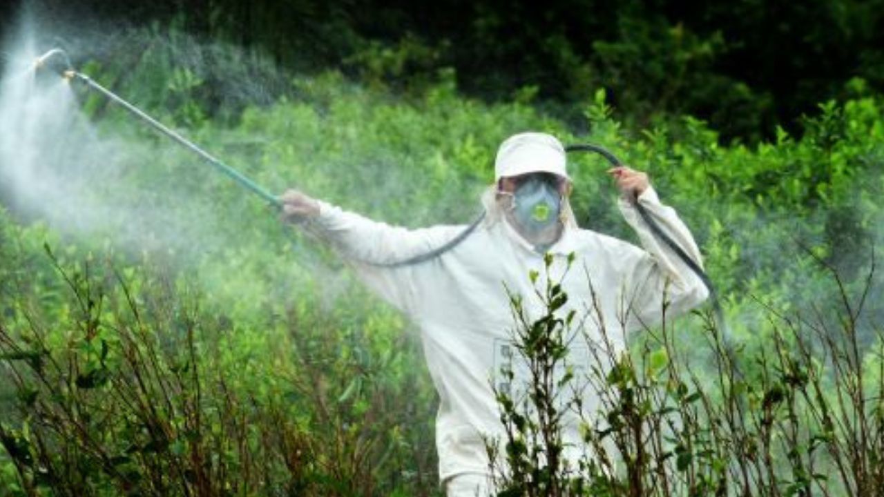 El glifosato se usa en la preparación de la tierra antes de la siembra y para la limpieza del terreno ya que combate la llamada yerba mala.