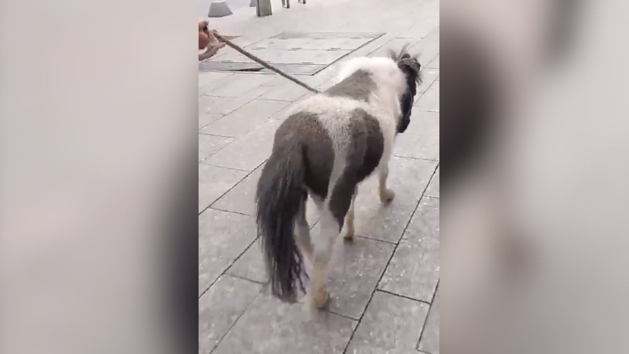 pony CDMX