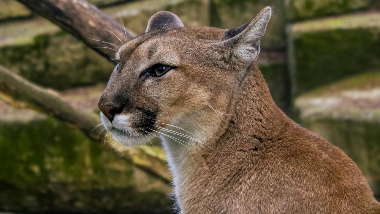 Dos hombres, aparentemente campesinos, fueron atacados por un puma en la sierra de Tamaulipas; ambos enfrentaron al felino y lo mataron.