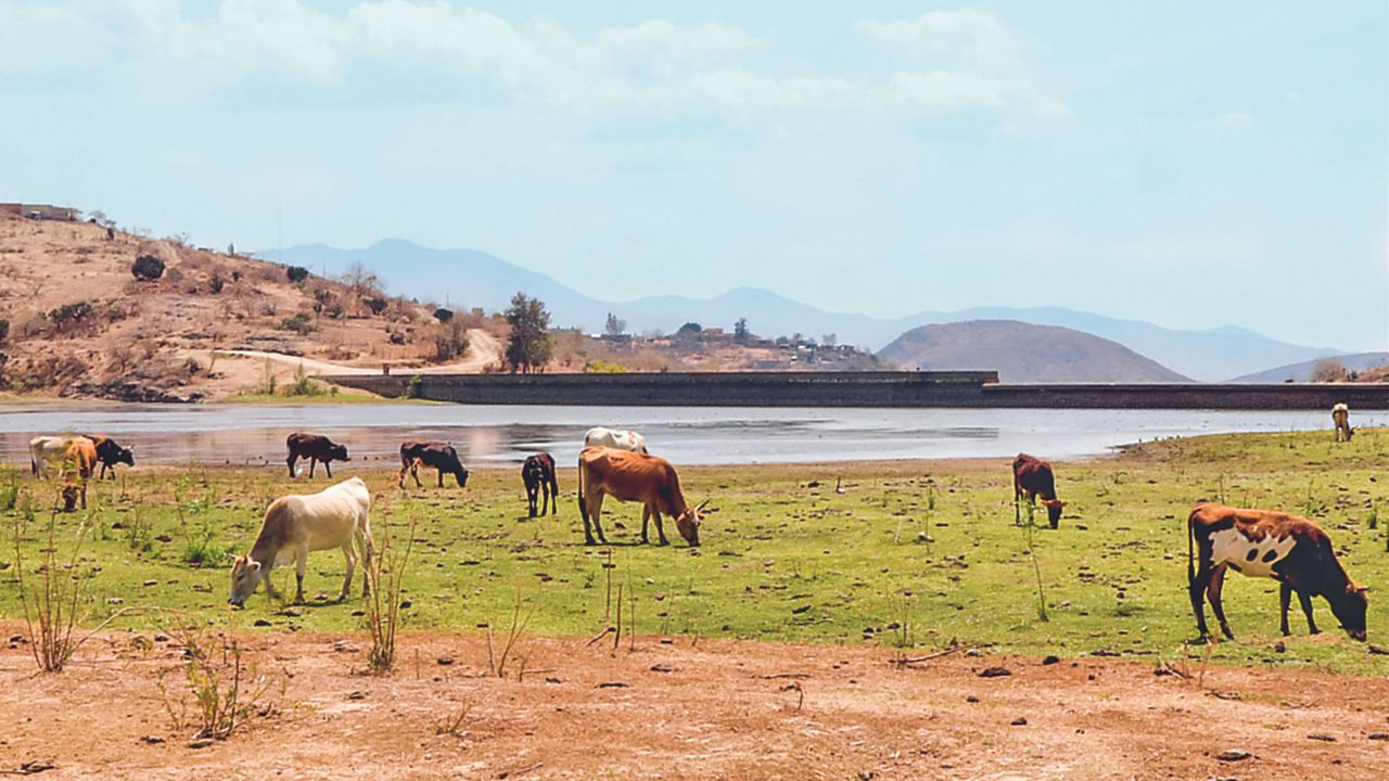 Peligro. Existen riesgos para las cosechas de frijol, maíz y se agudizará la baja en la zafra de la caña de azúcar por la falta de agua