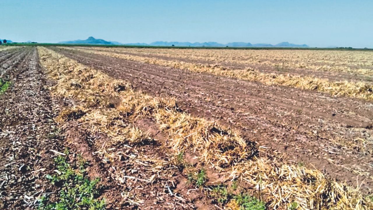 ACCIONES. Por medio de pipas se distribuye agua a los ganaderos para evitar que las reses mueran de sed.