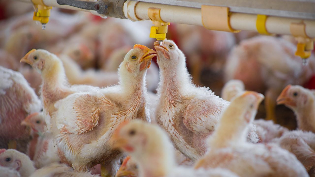 Durante la temporada otoño-invernal, que conlleva la migración de millones de aves provenientes de Estados Unidos y Canadá hacia el centro y sur del continente americano