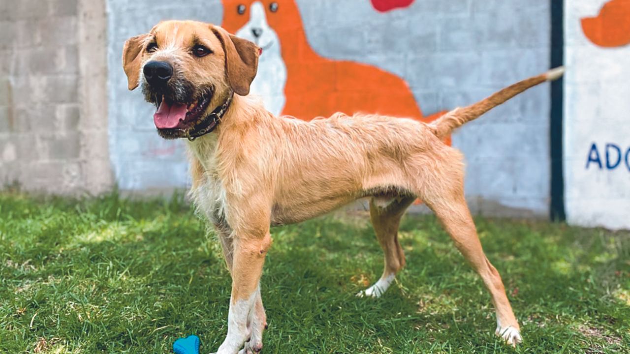 Caridad. Los perros que residen en el refugio esperan una segunda oportunidad de encontrar una familia que los cuide; también pueden acudir para donar en especie comida y juguetes.