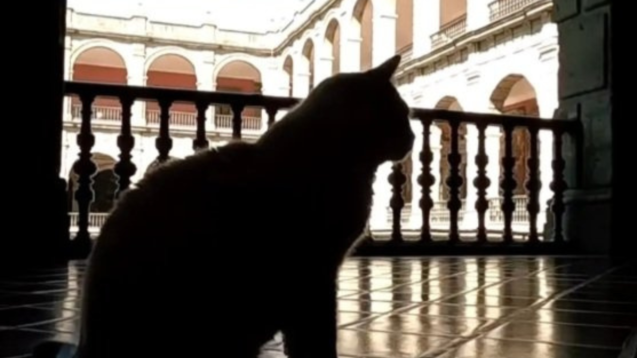 Gatos palacio nacional