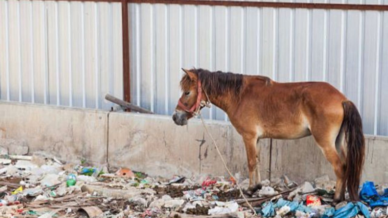 Maltrato animal