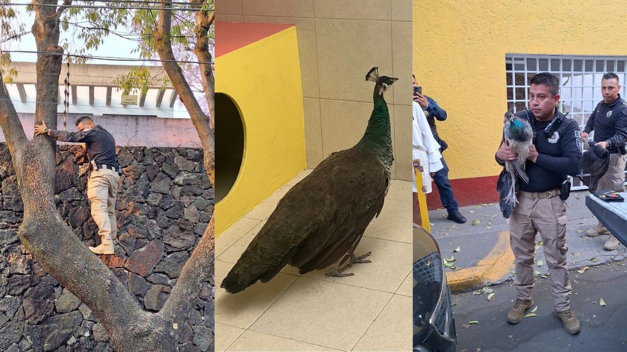 Policías rescatan a pavo real en Tlalpan