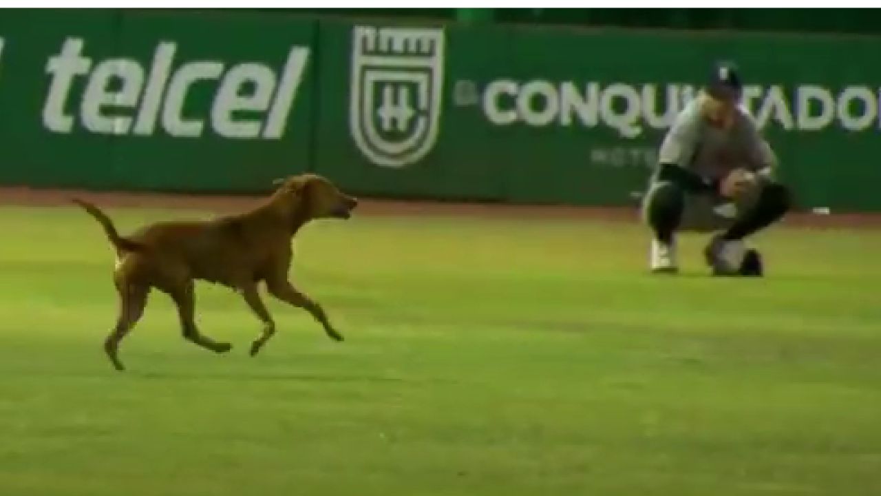 Perrito beisbol