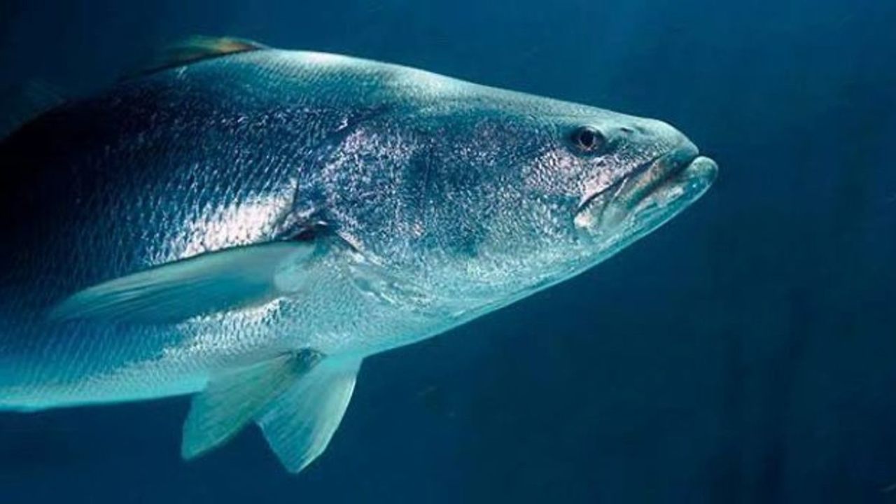 Carne de totoaba de cultivo podrá exportarse; diputados aprueban reforma