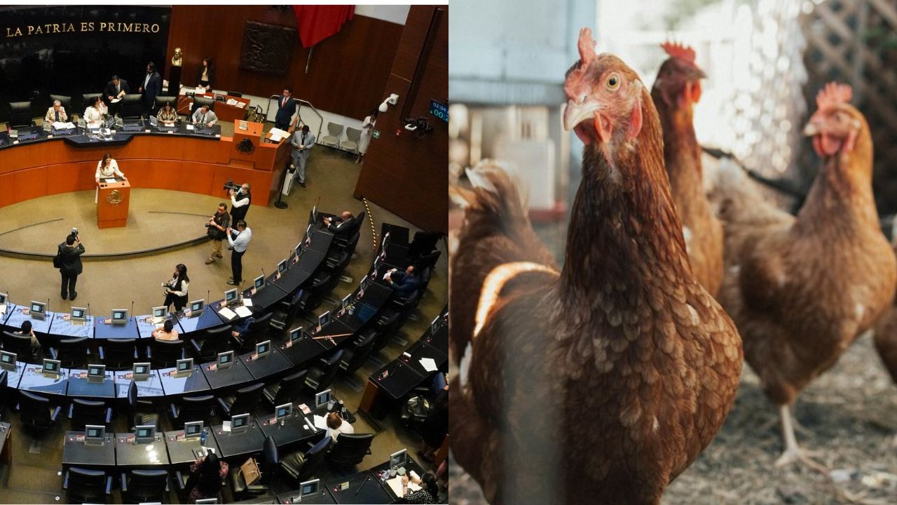 gallina Senado