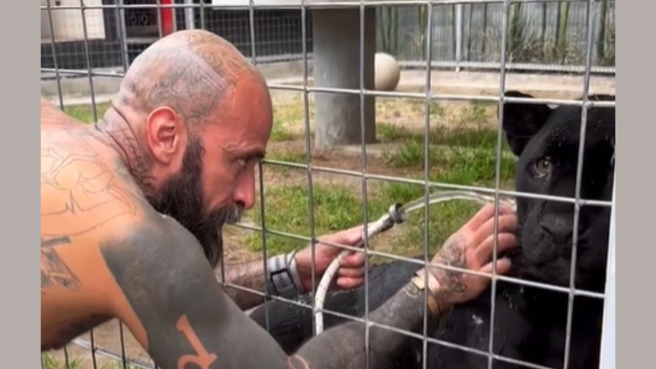 Captan a presunta pantera del Babo merodeando por La Huasteca