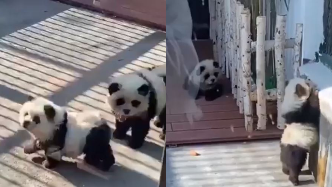 Pandas - Perros China