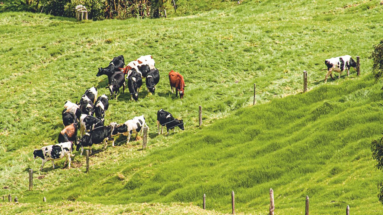 México elevó 3.1% la importación de res y cerdo durante el primer cuatrimestre del año. registró el Grupo Consultor de Mercados Agrícolas