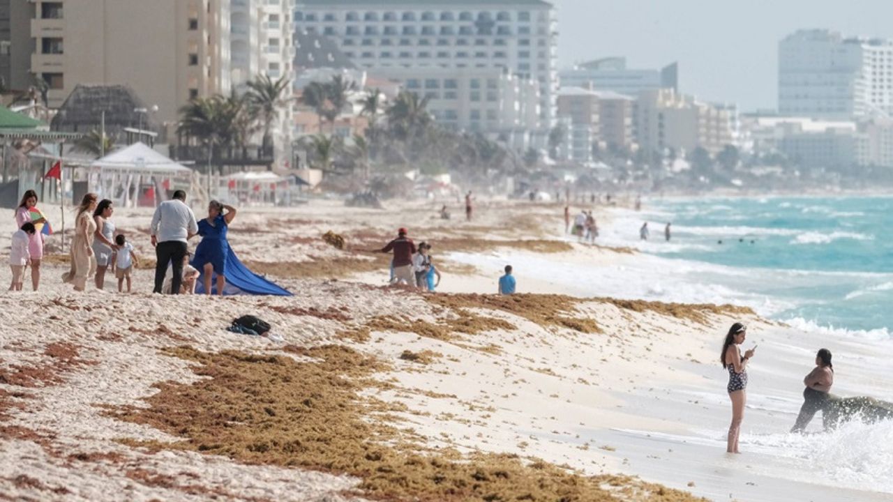 MACROALGA. Los turistas tienen que vacacionar con las playas cubiertas de sargazo.