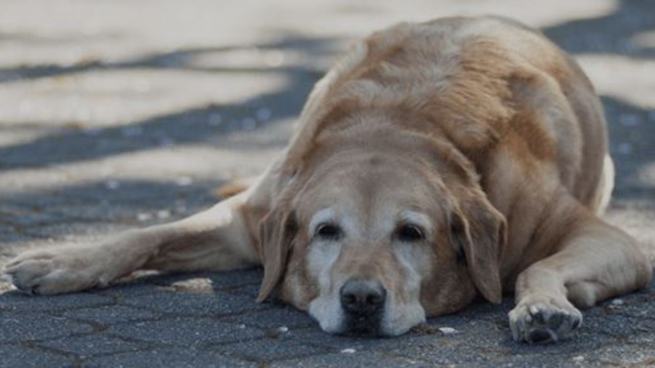 ALERTAN. Los animales sufren más la sensación térmica que los humanos.