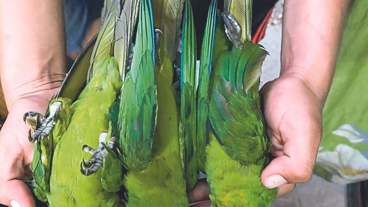 Alerta. El veterinario Sergio Valenzuela, quien atiende a los simios en Tabasco, culpa a la mano del hombre de la alta temperatura 