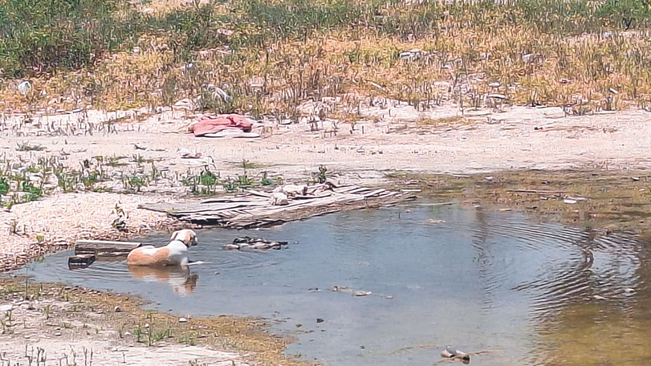 Auxilio. Debido a la ola de calor, jaguares, venados y monos, entre otras especies, se acercan a la mancha urbana en busca de agua o zonas para refrescarse.