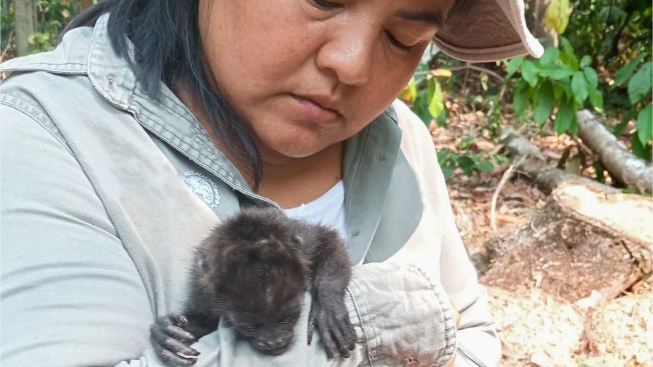 Por golpe de calor pierden la vida monos aulladores en Chiapas y Tabasco