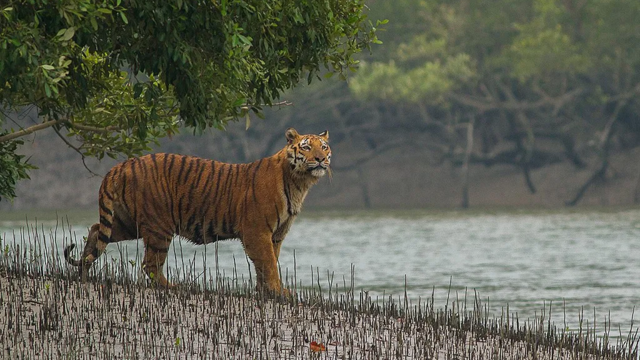 Ciclón Remal sumerge uno de los mayores hábitats de tigres de bengala en Bangladesh