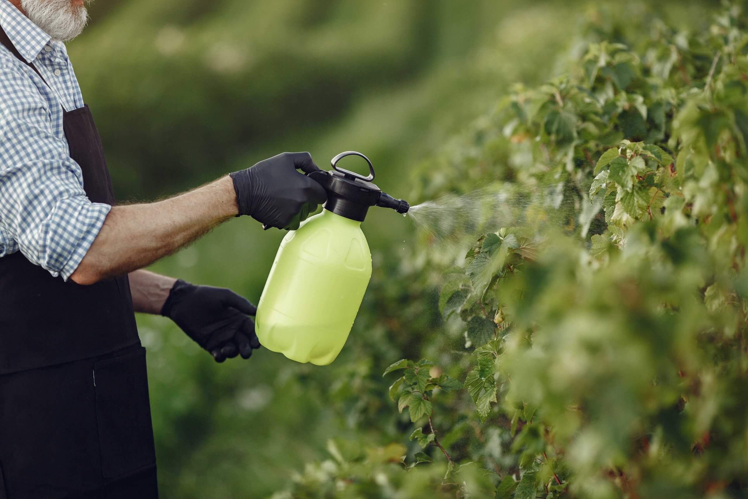 Una de las formas de evitar los insecticidas tóxicos y dañinos son estas alternativas naturales presentadas por Profeco.