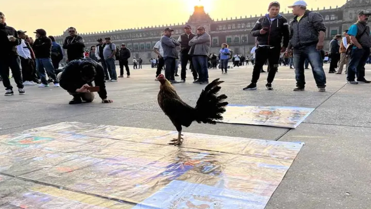 Galleros exigen no a la prohibición de peleas de gallos