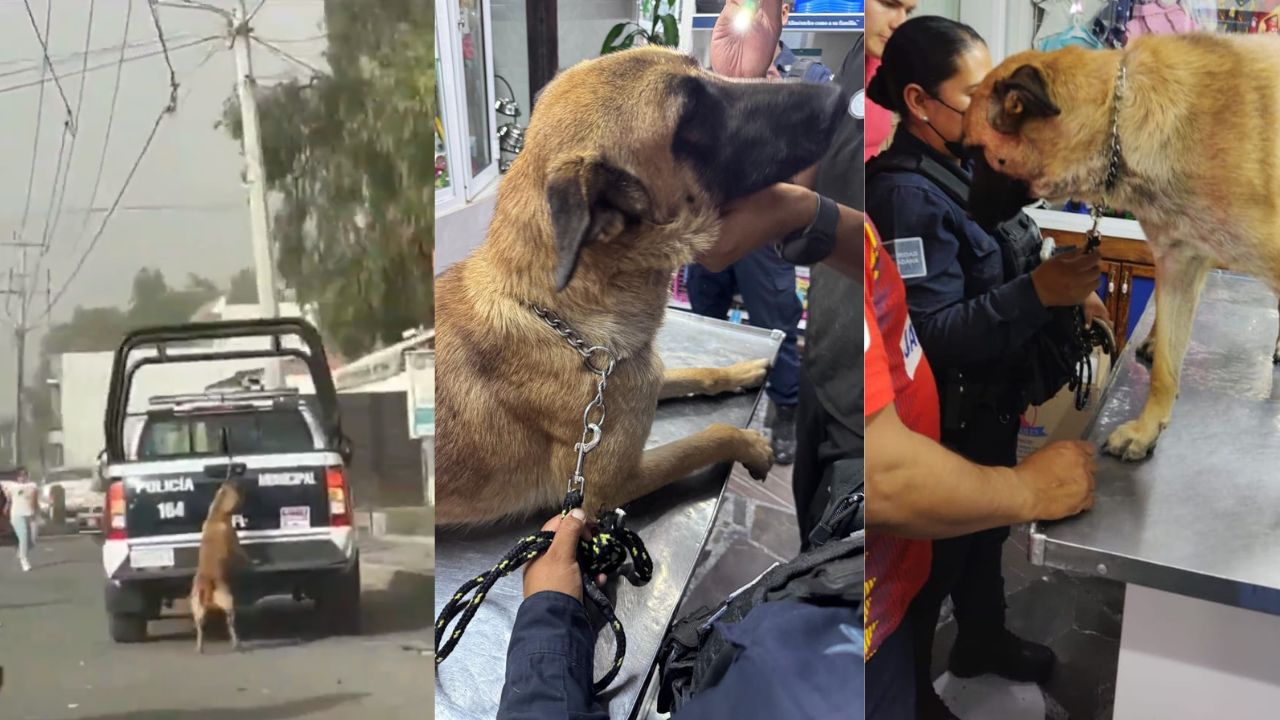 Policía de Tizayuca arrastra a perrito en una patrulla, era un binomio canino de la corporación